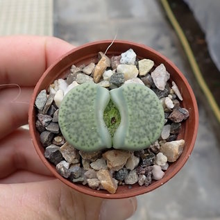 Lithops fulviceps v. fulviceps cv. Aurea