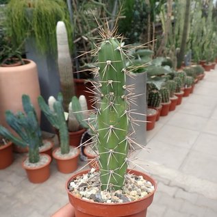 Harrisia martinii Uhlig Kakteen Über 5000 verschiedene Arten