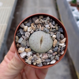 Lithops gracilidelineata v. gracilidelineata (syn. Streyi) C 373 TL 25 km SE Fransfontein (N)