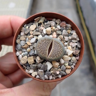 Lithops hallii v. hallii Brown form II C 136 35 km ENE Strydenburg, Northern Cape (SA)