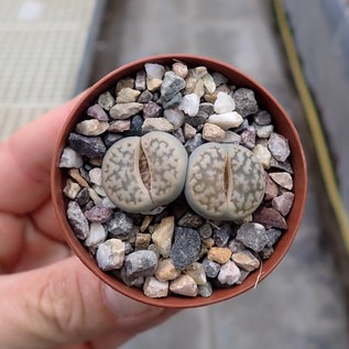 Lithops hookeri v. susannae C 091 TL 30 km SE Douglas, Northern Cape, SA, Blüte gelb / yellow