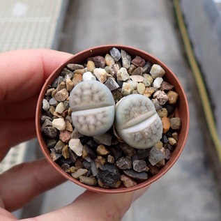 Lithops julii ssp. fulleri v. rouxii C 324 55km W Warmbad, N