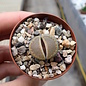 Lithops hallii v. hallii Brown form II C 136 35 km ENE Strydenburg, Northern Cape (SA)