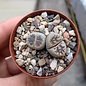 Lithops karasmontana ssp. bella C 285 nahe Aus (N)