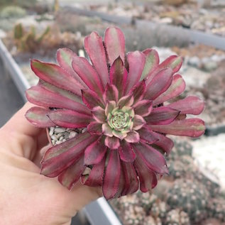 Aeonium cv. Mardi Gras