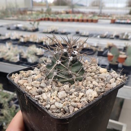 Echinocereus triglochidiatus v. gonacanthus LZ 770 White Sands, New Mexico, USA    (dw)