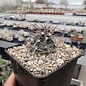 Echinocereus triglochidiatus v. gonacanthus LZ 770 White Sands, New Mexico, USA    (dw)