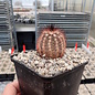 Echinocereus reichenbachii ssp. baileyi SB 211 Quartz Mountains, Kiowa County, Oklahoma, USA    (dw)