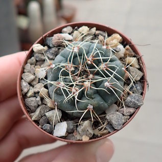 Gymnocalycium baldianum VOS 10-844  Cuesta del Totoral, Catamarca, Argentinien, 1122 m