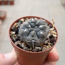 Gymnocalycium chubutense