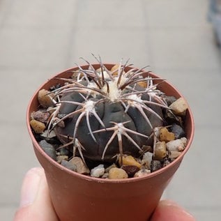 Gymnocalycium spegazzinii  P 043 Sierra de Quilmes, Salta, Argentina, 1700 m