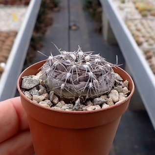 Gymnocalycium taningaense  P 212 Taninga, Ost-Cordoba