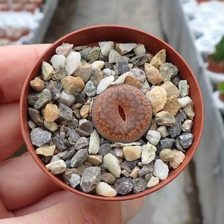Lithops aucampiae ssp. aucampiae v. koelemanii C 256 35 km WSW Postmasburg, Northern Cape (SA)