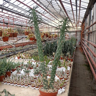 Austrocylindropuntia subulata XL