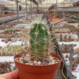 Echinocereus maritimus  HNT 99.92 El Socorra, BC