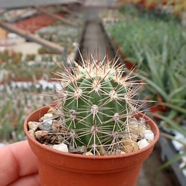 Echinocereus pacificus   San Carlos Canyon, Baja California