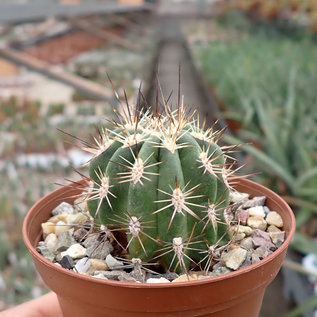 Echinocereus pacificus   San Carlos Canyon, Baja California