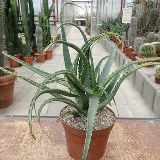 Offer medicinal aloe