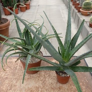 Oferta aloe medicinal