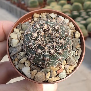 Gymnocalycium erinaceum  P 381 Caminiaga, Cordoba, Argentinien, 855m