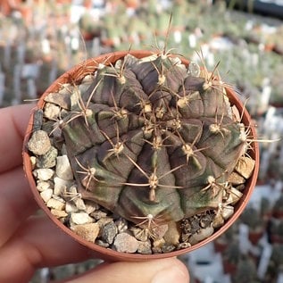 Gymnocalycium mihanovichii