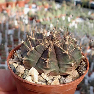 Gymnocalycium mihanovichii