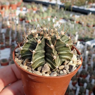 Gymnocalycium mihanovichii