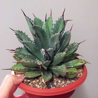 Agave potatorum cv. Cubic