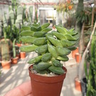 Crassula-Hybr. cv. Springtime