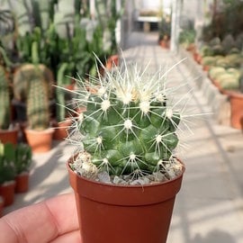 Echinocactus grusonii