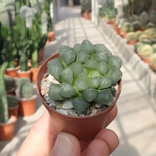 Haworthia cooperi cv. OB-1