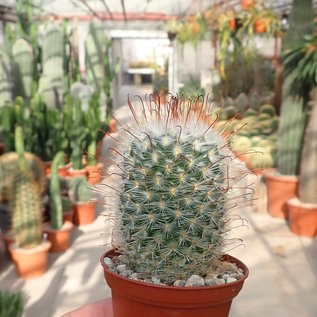 Mammillaria bombycina