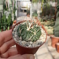 Stenocactus crispatus f. anfractuosus  Patria Nueva, Hidalgo, Mexico