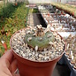 Lophophora diffusa Roseiflora