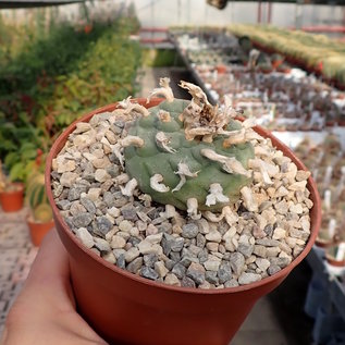 Lophophora diffusa XL