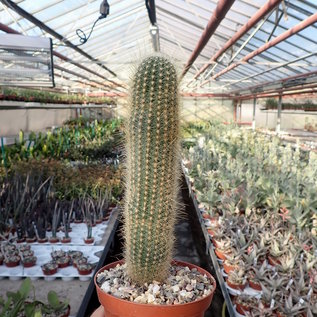 Micranthocereus estevesii