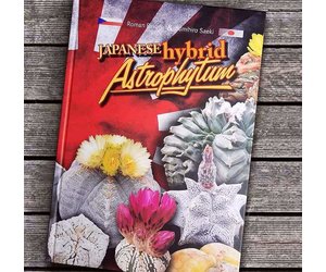 Roman Pavlica - Japanese Hybrid Astrophytum - Uhlig Kakteen - more