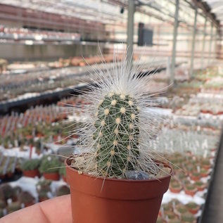 Echinocereus longisetus