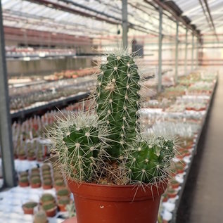 Echinocereus klapperi