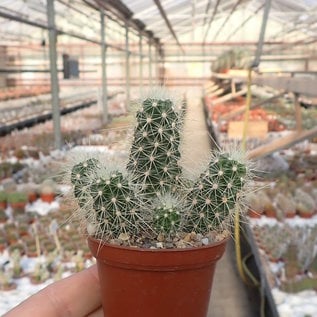 Echinocereus klapperi