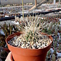 Echinocereus stramineus