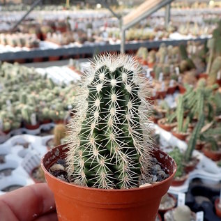 Echinocereus x lloydii