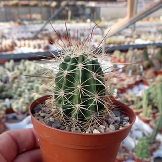 Echinocereus x lloydii