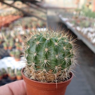 Echinopsis kermesina