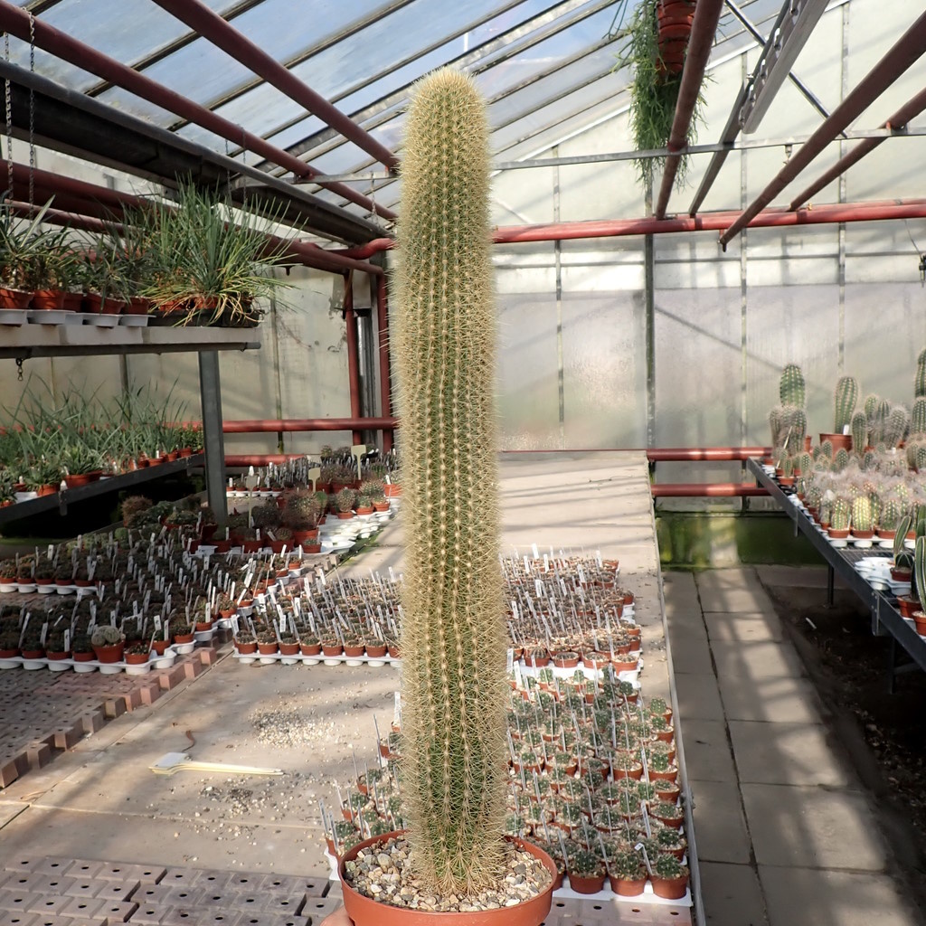 Espostoa guentheri Uhlig Kakteen Über 5000 verschiedene Arten