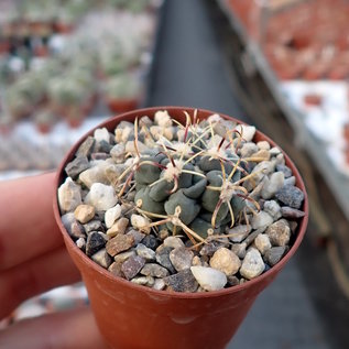 Sclerocactus uncinatus ssp. crassihamatus