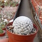 Mammillaria herrerae