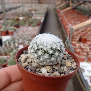 Mammillaria humboldtii