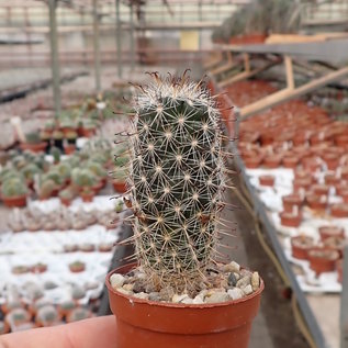 Mammillaria hutchisoniana  SB 1250 Rancho los Angeles