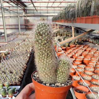 Mammillaria verhaertiana   San Bartolo, Baja California, Mexico